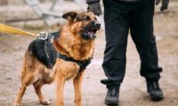 中华田园犬为什么当不上小狗警犬?土狗有这5个缺陷 网民懂了
