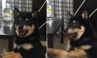 两只柴犬对骂却只见到1只狗,爸爸卖力“汪汪”超有天分