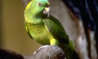 黄颈亚马逊鹦鹉身份信息