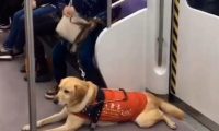 导盲犬带主人坐地铁,被乘客嫌弃太臭,表情很委屈,让人心疼