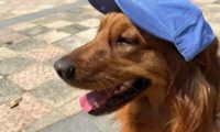 女子遛狗捡到消防犬,巧用自家狗为“诱饵”送回