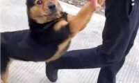 田园犬跑出大门释放自己,被主人家拉着前腿捉回家了,我就很怕了