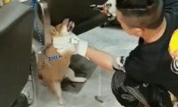小柴犬被活活拔掉牙齿后，施虐者：我是一个很喜欢狗的人…
