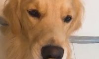 狗狗被主人捉弄，苹果到嘴上不能吃，結果狗狗生气了！