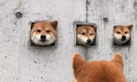 三只柴犬超喜爱卡洞，不经意被网民发觉，之后竟变成游玩景点！