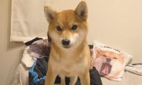 柴犬有意立在巴哥犬的上边，还一臀部坐着它的身上
