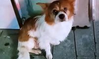 11岁老犬意外走失，寻找主人时被车撞，获救时它竟满眼泪水