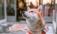 柴犬自动送上门,一群人争着认领,想不到全是冒充的!