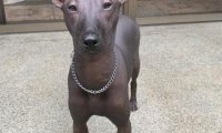 一只乌黑的无毛犬，被误认为是一件艺术品雕像，网友：傻傻分不清