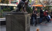 狗狗巧遇忠犬小八 坐直挺腰与八公一起拍照