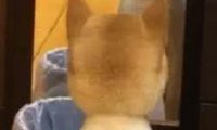 柴犬剃完毛对着镜子冷静了很久，已经跟它道歉了，但它还是倔强的不理人