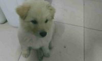 流浪犬在街道讨吃的，路人厌烦一脚把它给踢开，小家伙憋屈无比