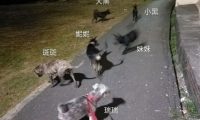 夜晚遛狗遭陌生男子数次搭讪，多亏流浪狗出面救了她一命！