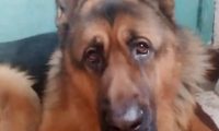 主人冲着高加索犬德牧歌唱，狗狗就非常相互配合的跟随摆头打节奏感，好可爱啊