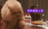 给狗狗庆生?巨型贵宾犬坐在饭桌中间吃菜,一大家子人陪着胡闹