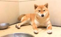 柴犬把“情人”带回了家，现在它们都已经生了小狗