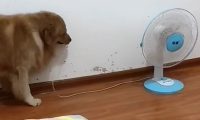 金毛狗狗嫌热把手关掉，还把主人吹的散热风扇也关掉，硬要主人吹空调！