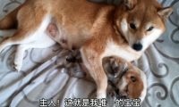 柴犬牢牢地抱着小奶狗,还不许主人去碰,狗:千万别送它走了