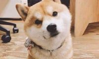 男人养了一只柴犬,下班了回家见到狗狗在厕所,男人笑喷