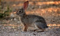 沙漠棉尾兔身份信息