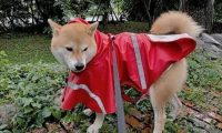 柴犬挣脱绳子，越叫越走气死人！最后主人用妙招让它乖乖回来