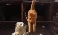 橘猫误闯狗狗地盘, 机智喵一招脱险, 最后狗子的表情亮了