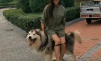 女人带狗子出来转悠，太累了想坐着狗的身上歇息，結果下一秒尴尬了