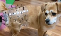 为了避免让狗狗怀孕生子，主人特地做了神器：这下没问题了吧？！