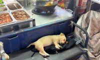 老板带着狗一起出摊，主人炒菜它在旁边熟睡