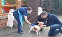 狗狗走失6年,惨被当繁殖犬,没价值后遭丢弃
