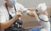 美容师提前准备剪头发,狗狗不断拜托,求别把美狗狗整丑!