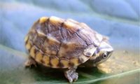 三弦巨型鹰嘴泥龟身份信息