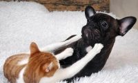 为什么“猫狗大战”总是猫赢?网友:因为狗赢了,猫就没命了