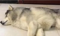 女主人打电话说要带二哈去做绝育，接下来狗狗神反应，笑喷了！