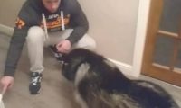 阿拉斯加犬咬烂室内楼梯，主人家高声斥责，阿拉斯加：不听不听王八念经