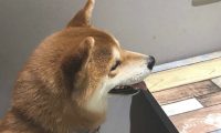 主人带柴犬去用餐，它坐下来等上菜的情况下停不住的笑，太激动了吧！