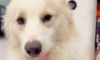 狗狗大叫主人教育它,后来才知它赶走了歹徒,救了一公司的人啊!