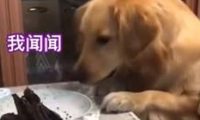 金毛催促主人赶紧分肉吃,真是急死个狗!