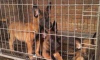 墨尔本一养狗场遭突查 上百只小狗被解救
