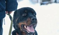三年前它是毒贩饲养的宠物，三年后它是威风凛凛的巡逻警犬