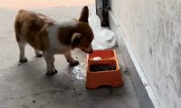 狗狗吃饭前先把水往狗粮里拱,然后才开吃!狗:太硬了,水泡一下