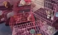 男孩凌晨救下30只宠物狗！店主：送一只