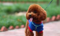 狗界中最“危险”的5大狗狗, 定时炸弹的存在, 泰迪上榜?