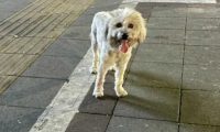 杭州23岁小伙因狂犬病发离世，一个月前曾被流浪狗咬伤
