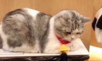 狗狗拉扯猫咪心爱的小铃铛，再好脾气的猫咪也是忍不住的