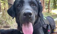 警犬执勤时偷吃百香果，训导员却大加赞赏：好样的！