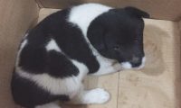 道上好心捡到只流浪犬,女生送去溜达时,殊不知差点酿出“大祸”