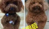 因参加高考,老妈把金毛给乡下奶奶带,再见狗时哭出声