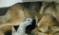 德国牧羊犬当奶妈 喂养刚出生的小白虎