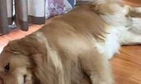 小气主人家舍不得吹空调，当金毛干了这种行为后，主人家：输掉！